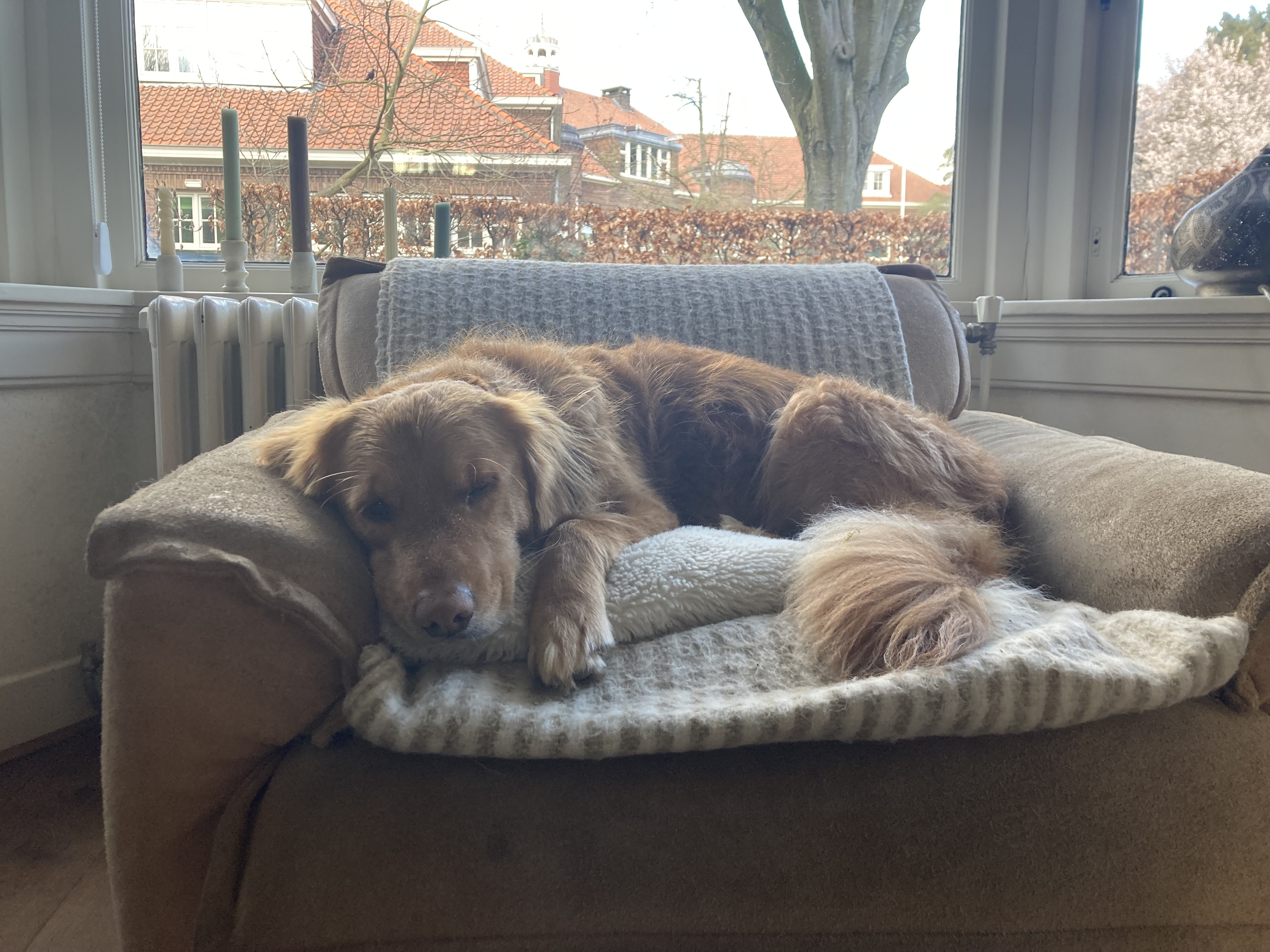 Photo of Bor Dekker's dog called Rover